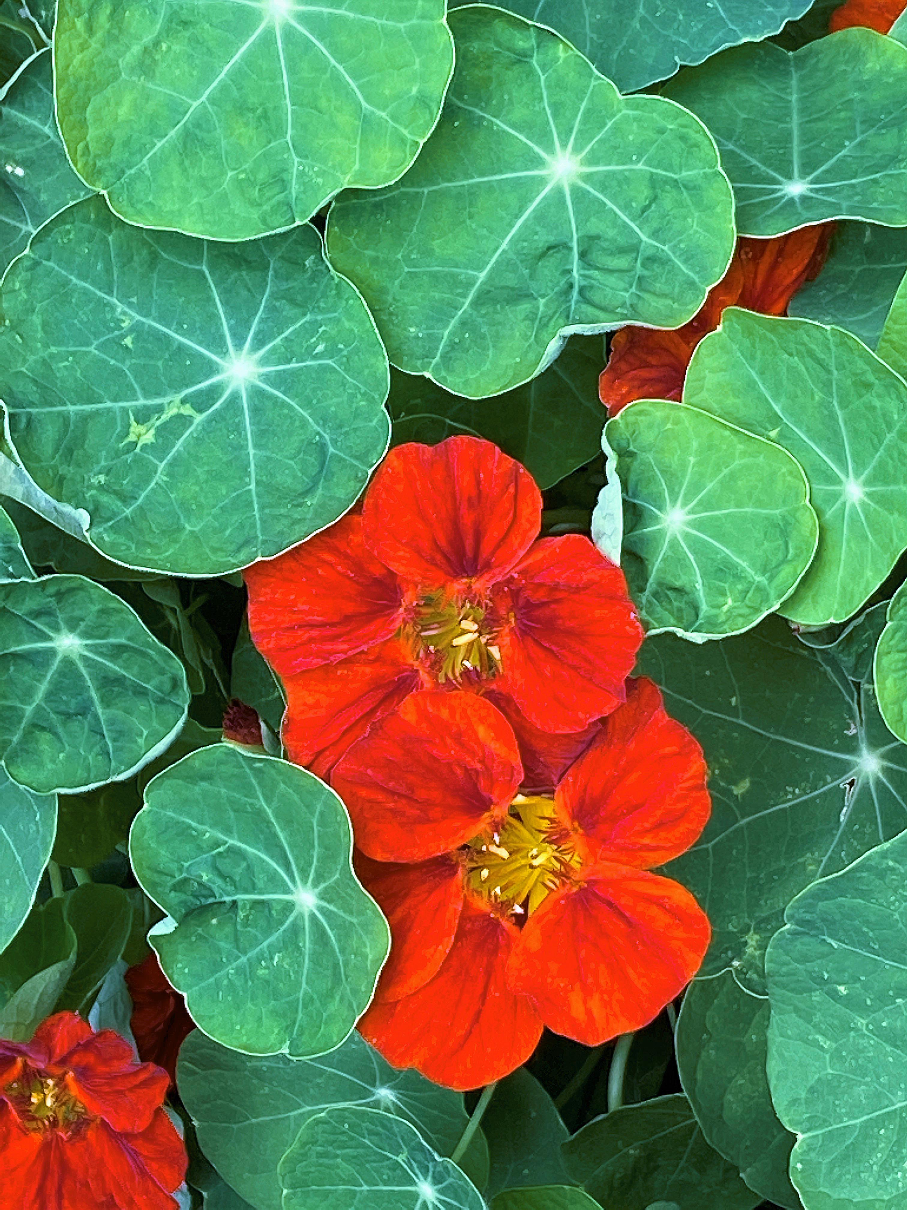 Copper Sunset' Mounding Nasturtiums – Renee's Garden