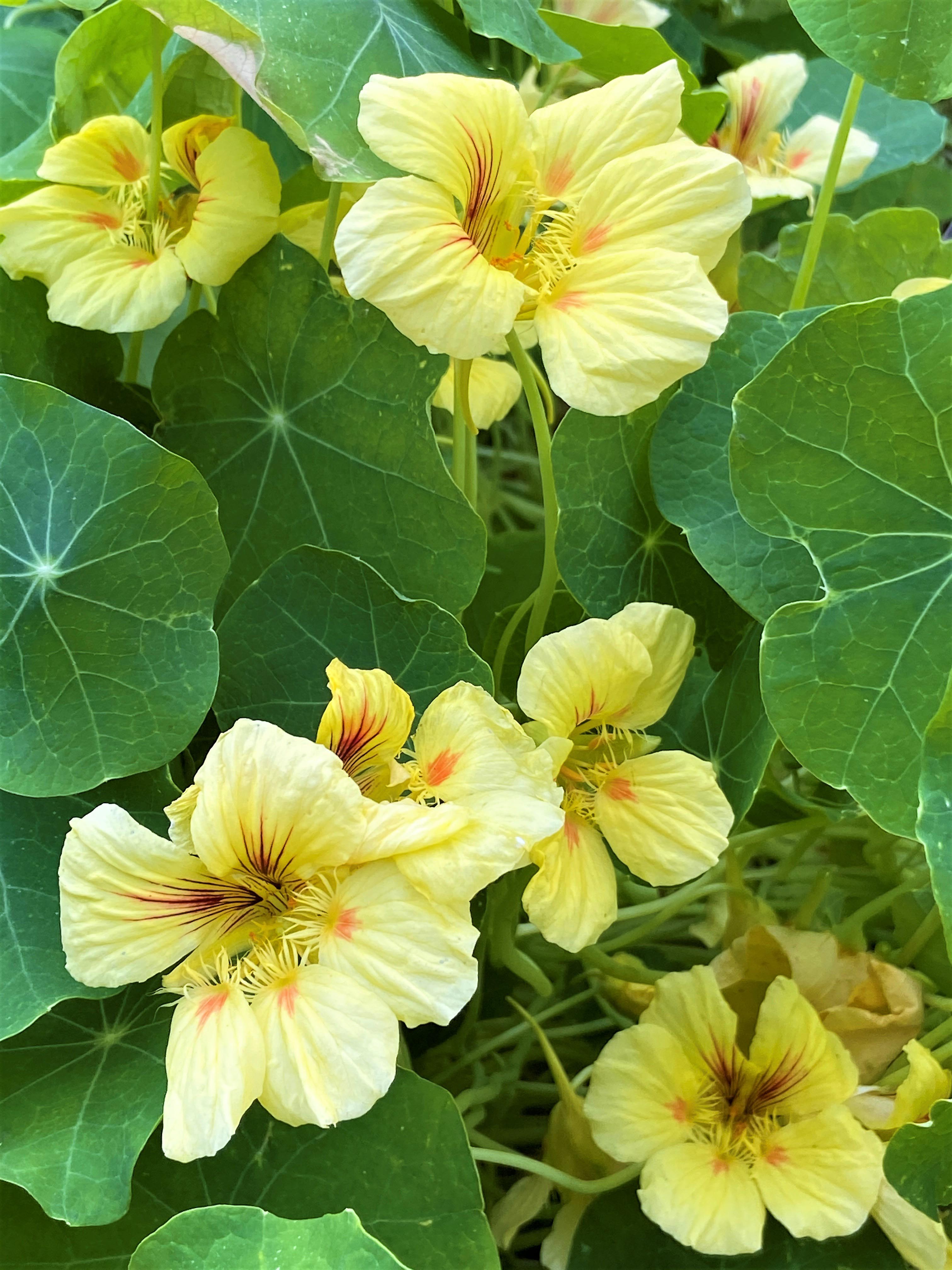 Vanilla Berry' Hummingbird Nasturtiums – Renee's Garden