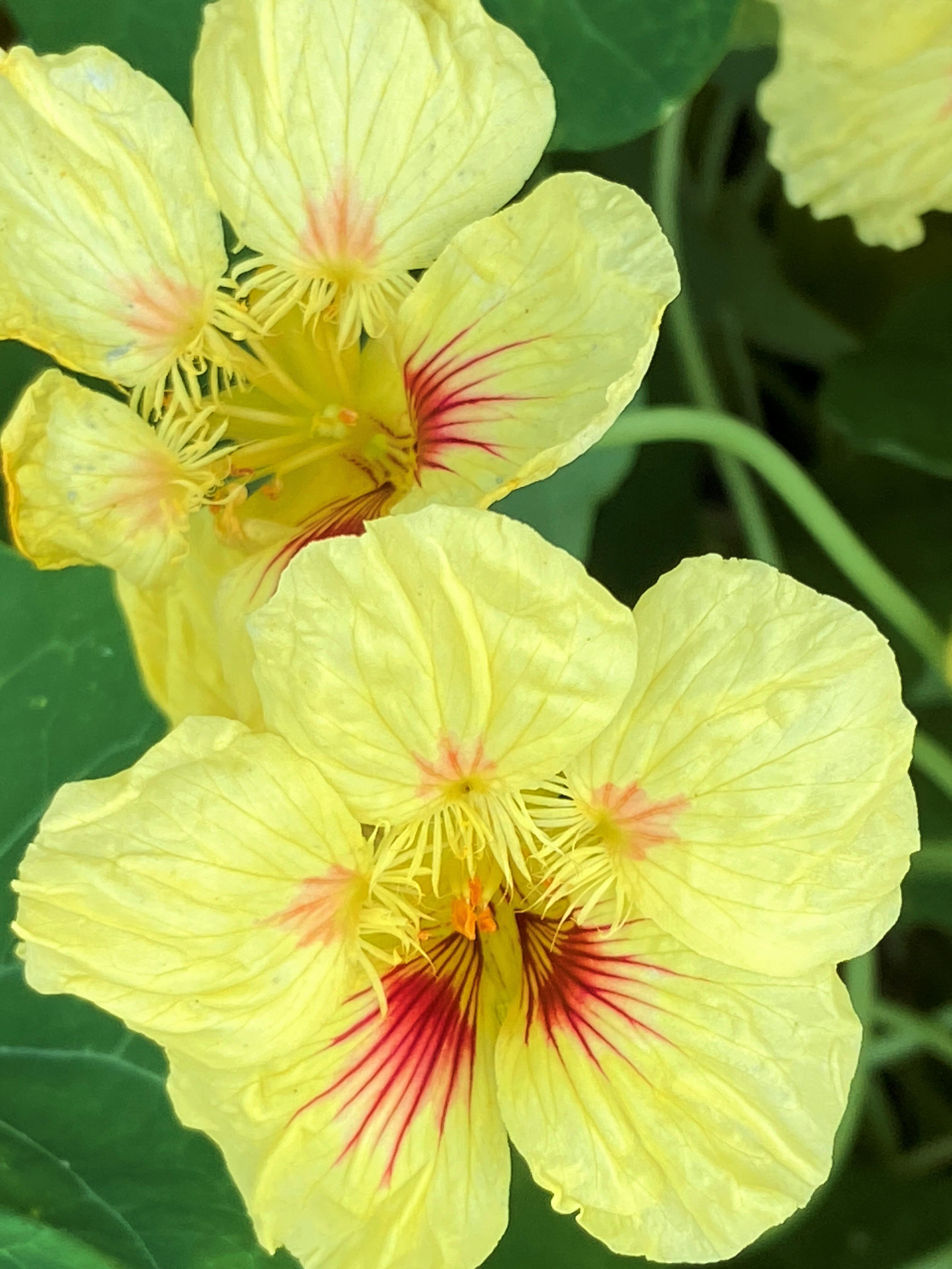 Vanilla Berry' Hummingbird Nasturtiums – Renee's Garden