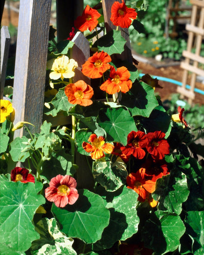 exotic plant seeds amazon Climbing Nasturtiums