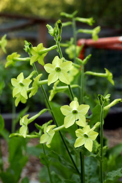 lime green flowering tobacco Bulk Flower Seeds tolerant and grow well in sun and shade Lime Green Nicotiana 100