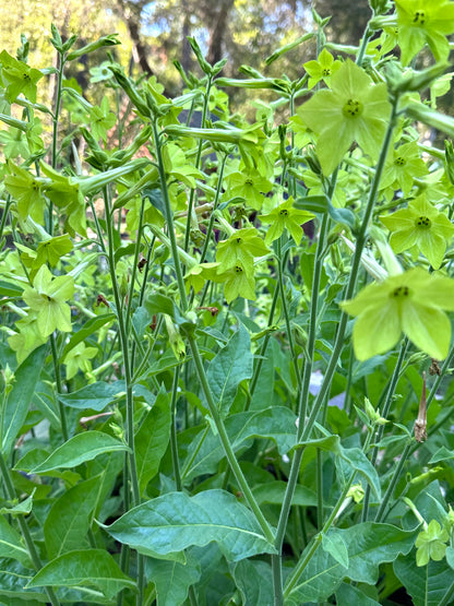 Nicotiana Lime Green