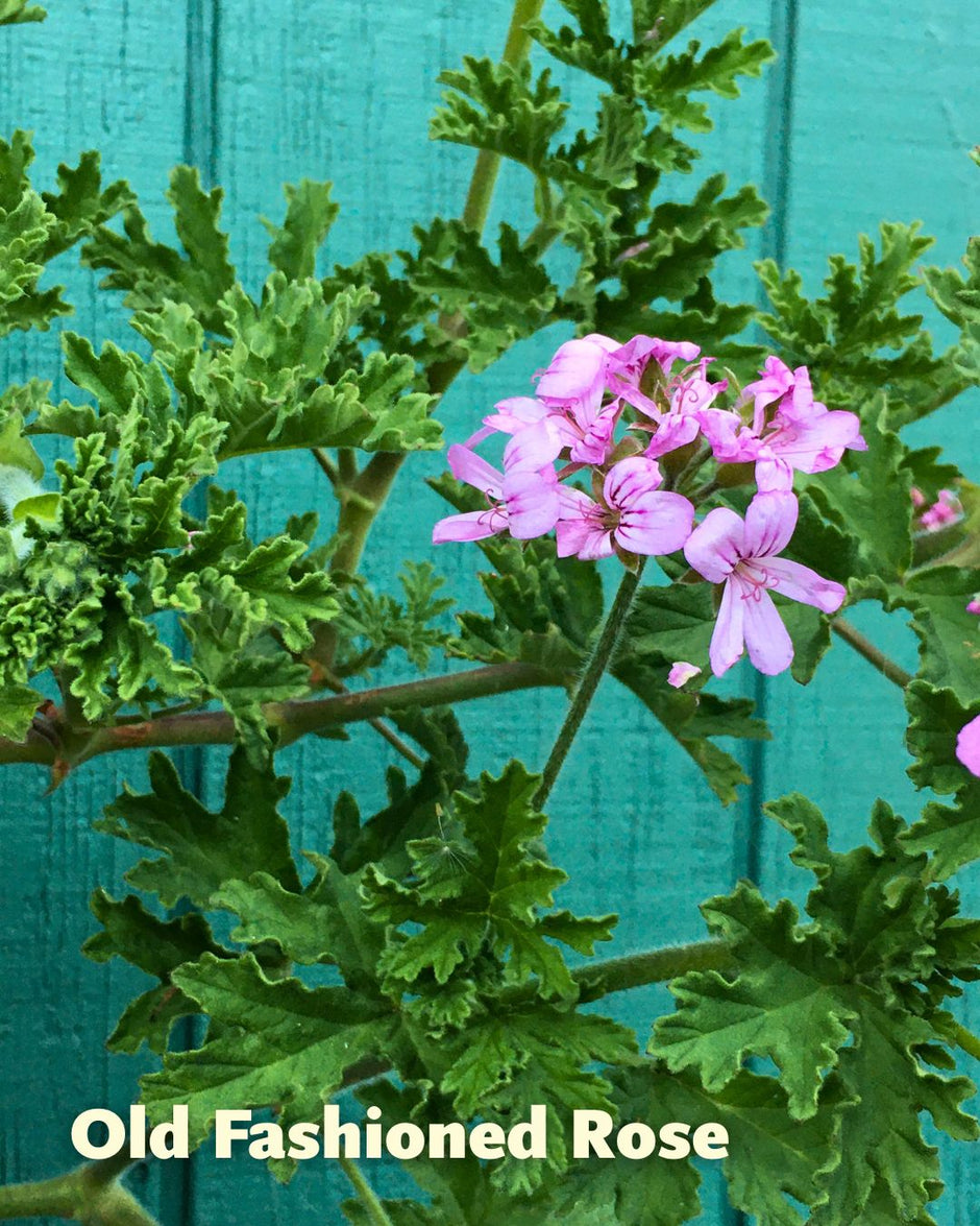 Scented Geraniums – Renee's Garden