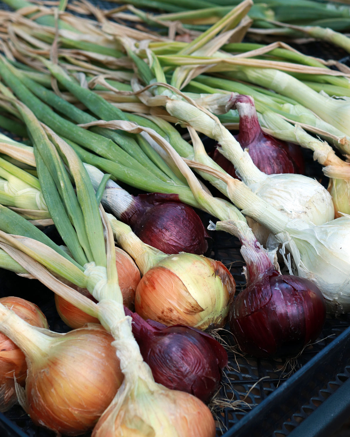 Long Keeping Onions - Rainbow Trio