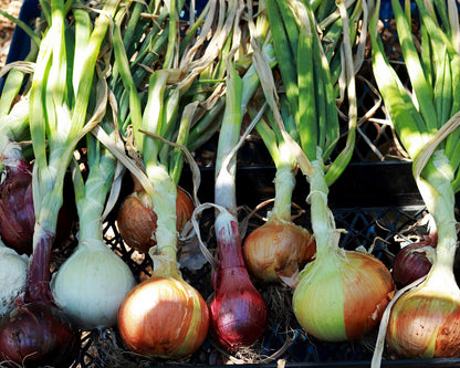 Long Keeping Onions - Rainbow Trio