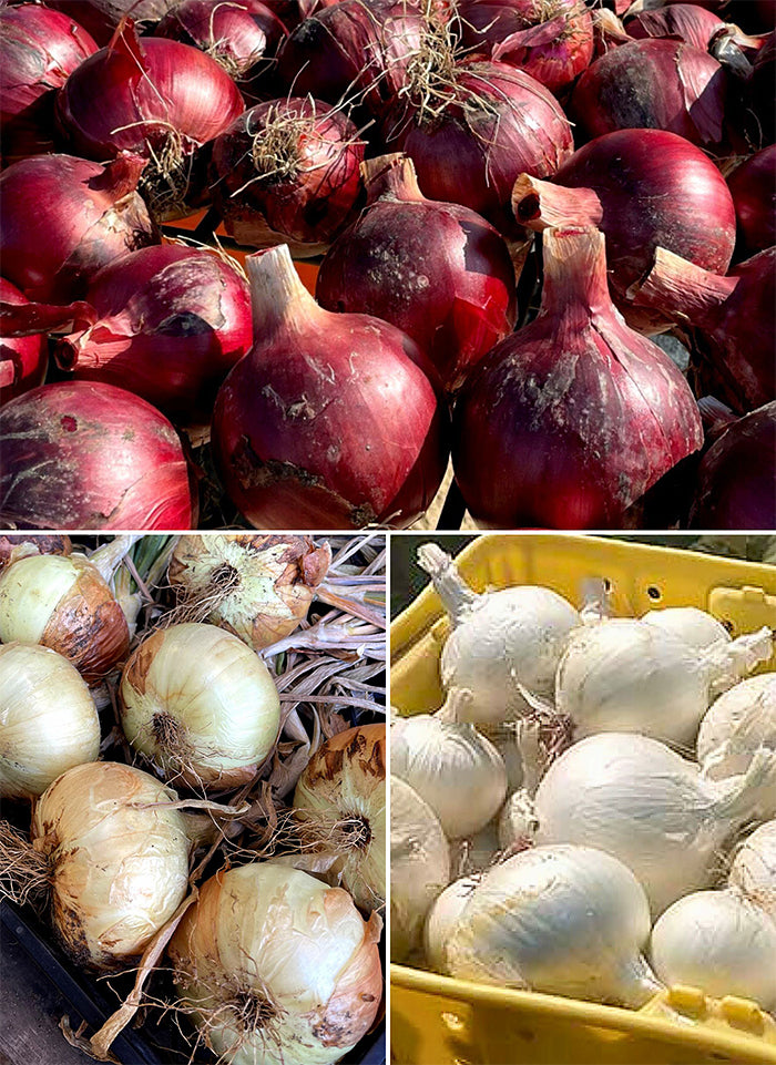 French Red Shallot Spring-Shipped Bulb Sets