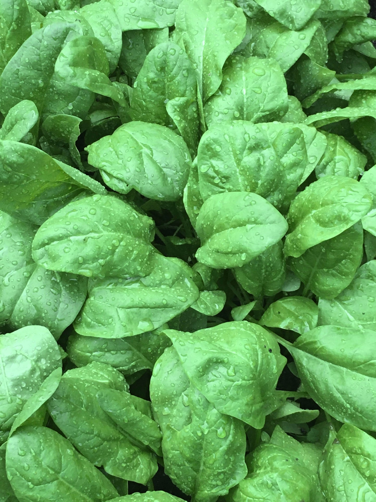 Baby Salad Spinach - Regiment Organic