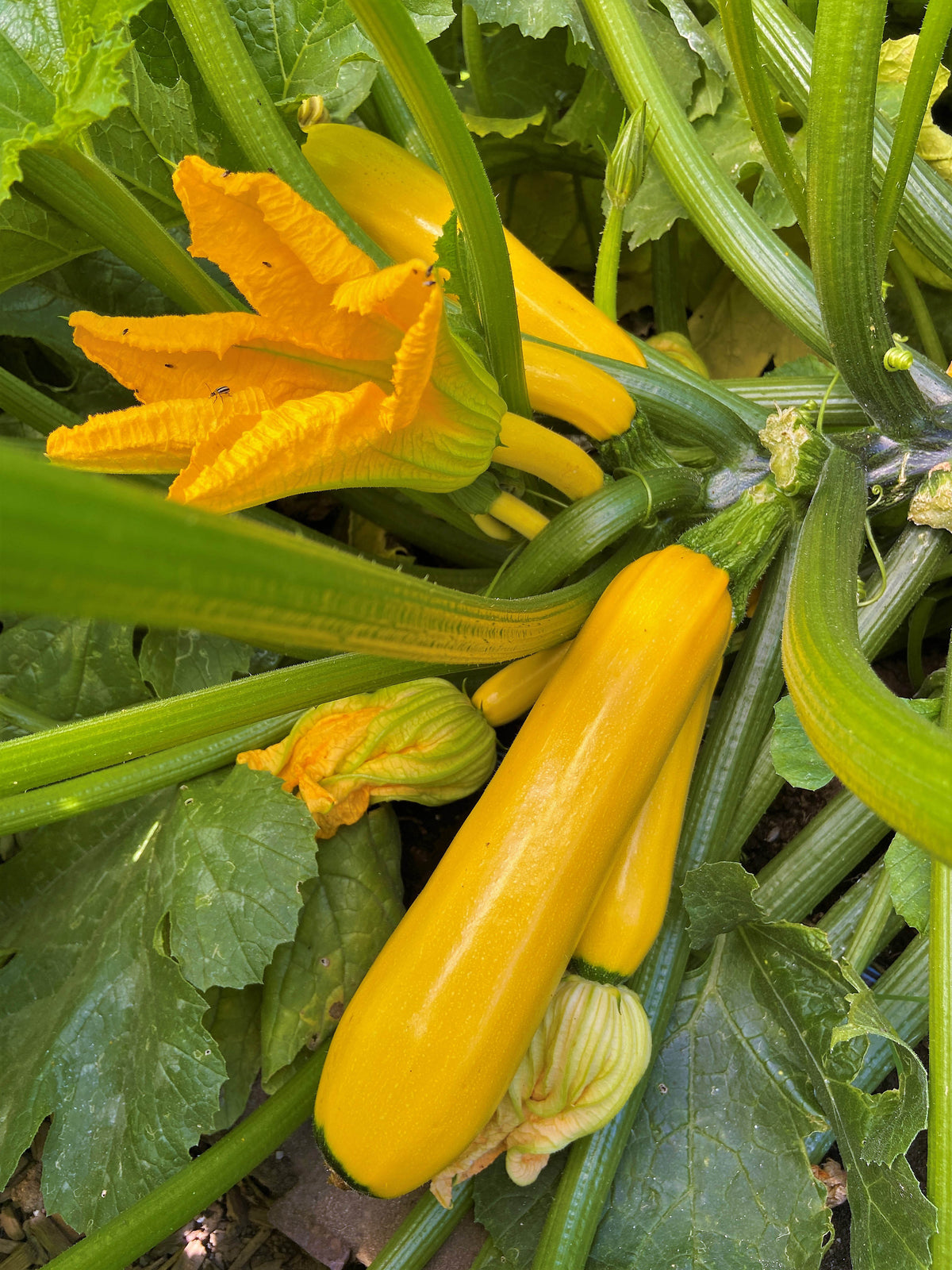 'Summer Gold' Heirloom Zucchini – Renee's Garden