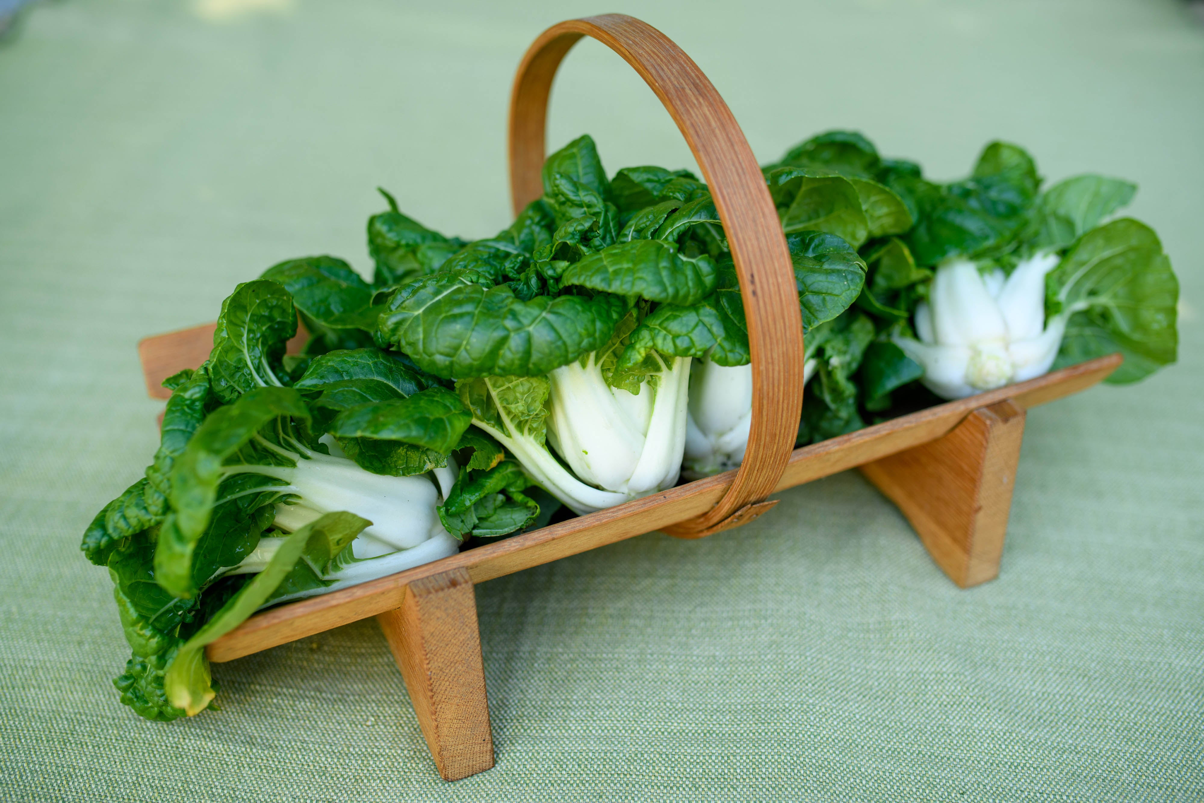 Green Jewel' Mini Pak Choi – Renee's Garden