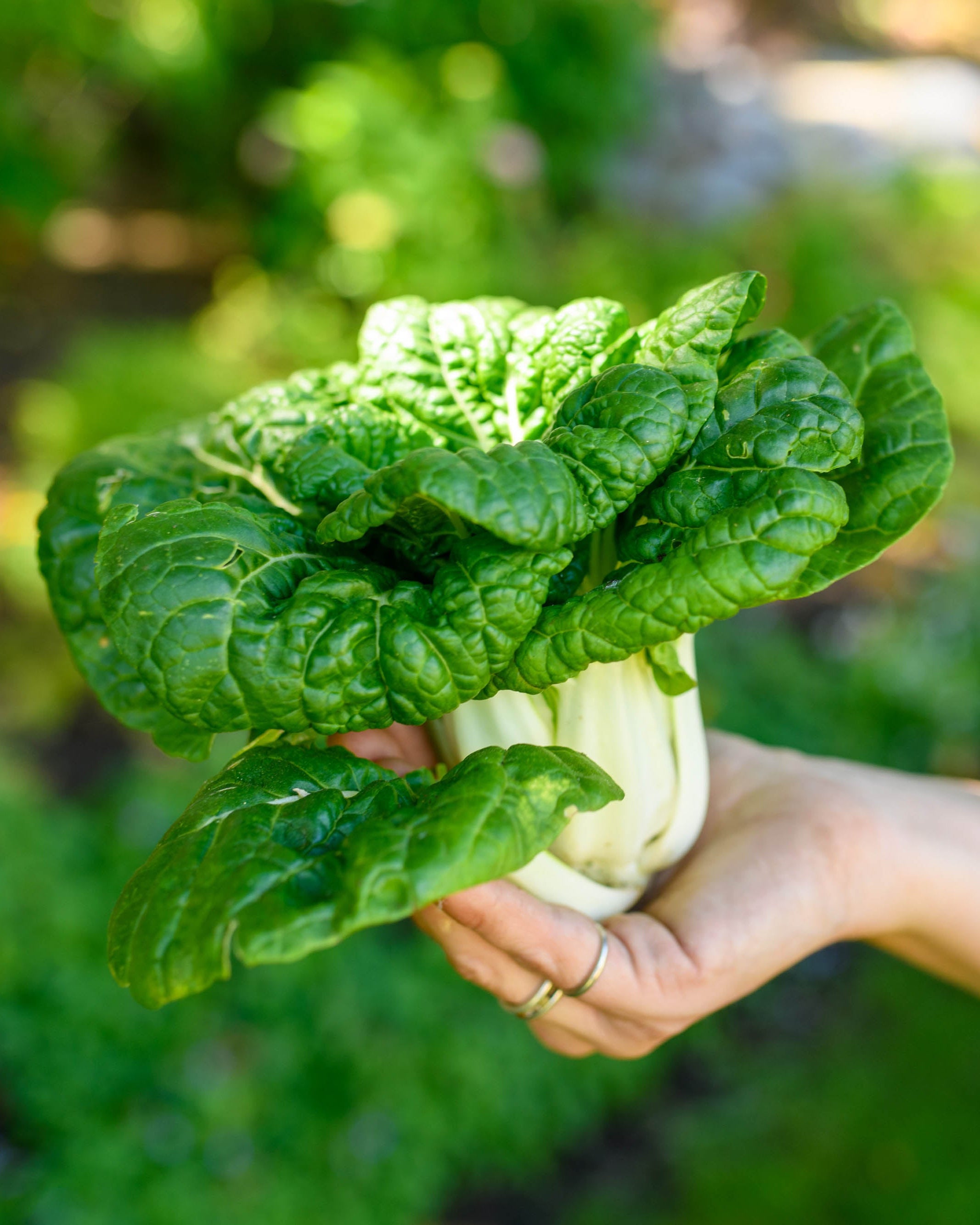 Green Jewel' Mini Pak Choi – Renee's Garden