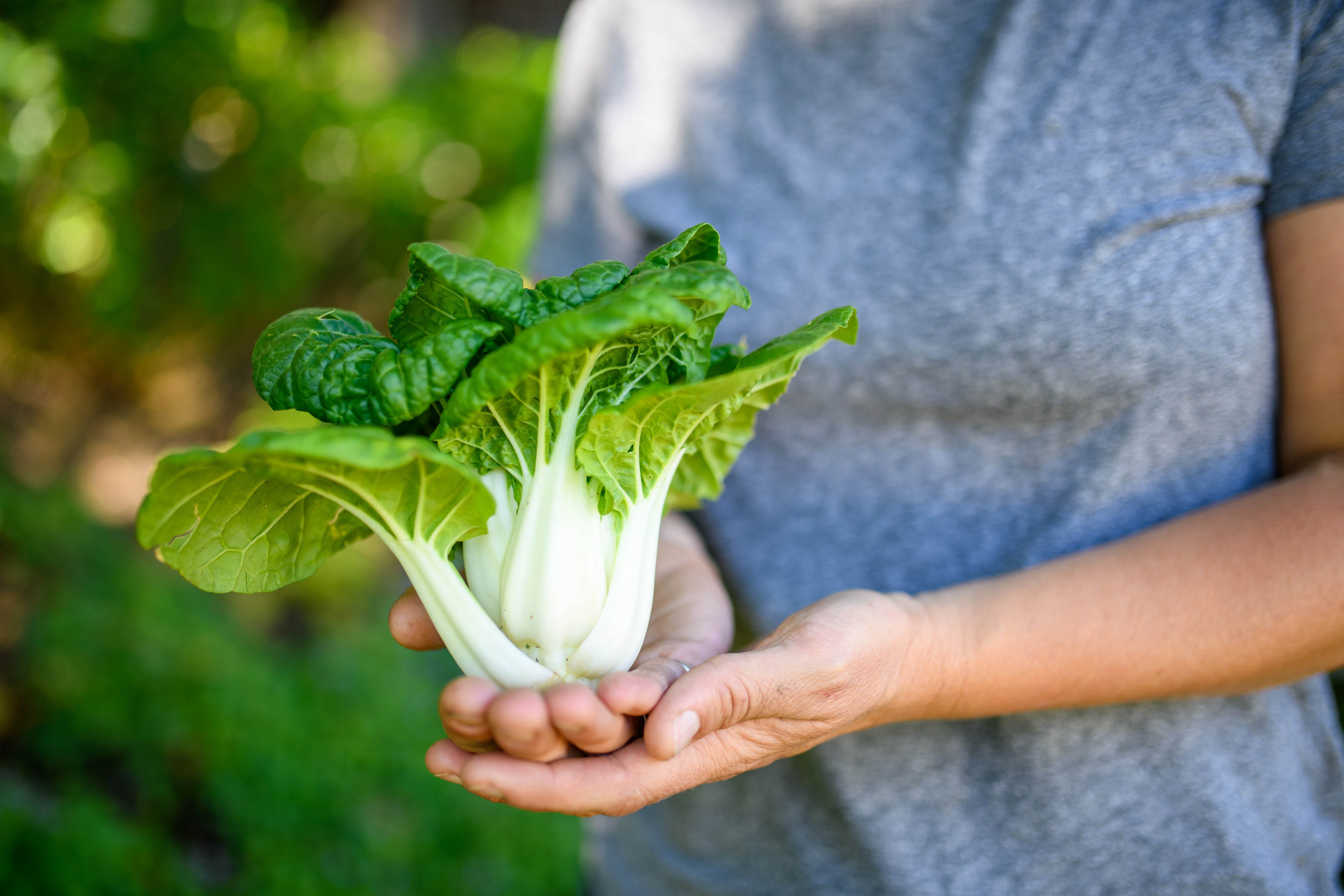 Green Jewel' Mini Pak Choi – Renee's Garden