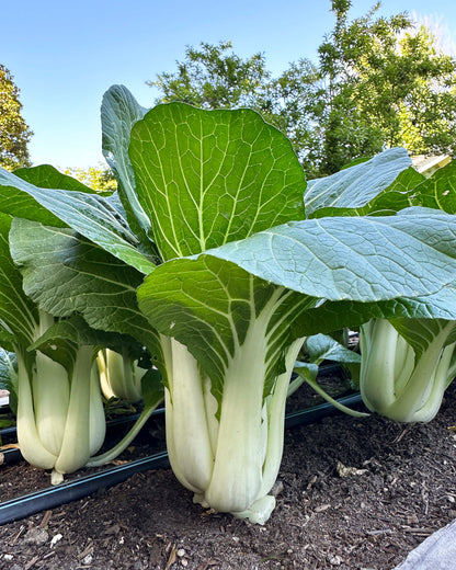 Pak Choi - Bopak Organic