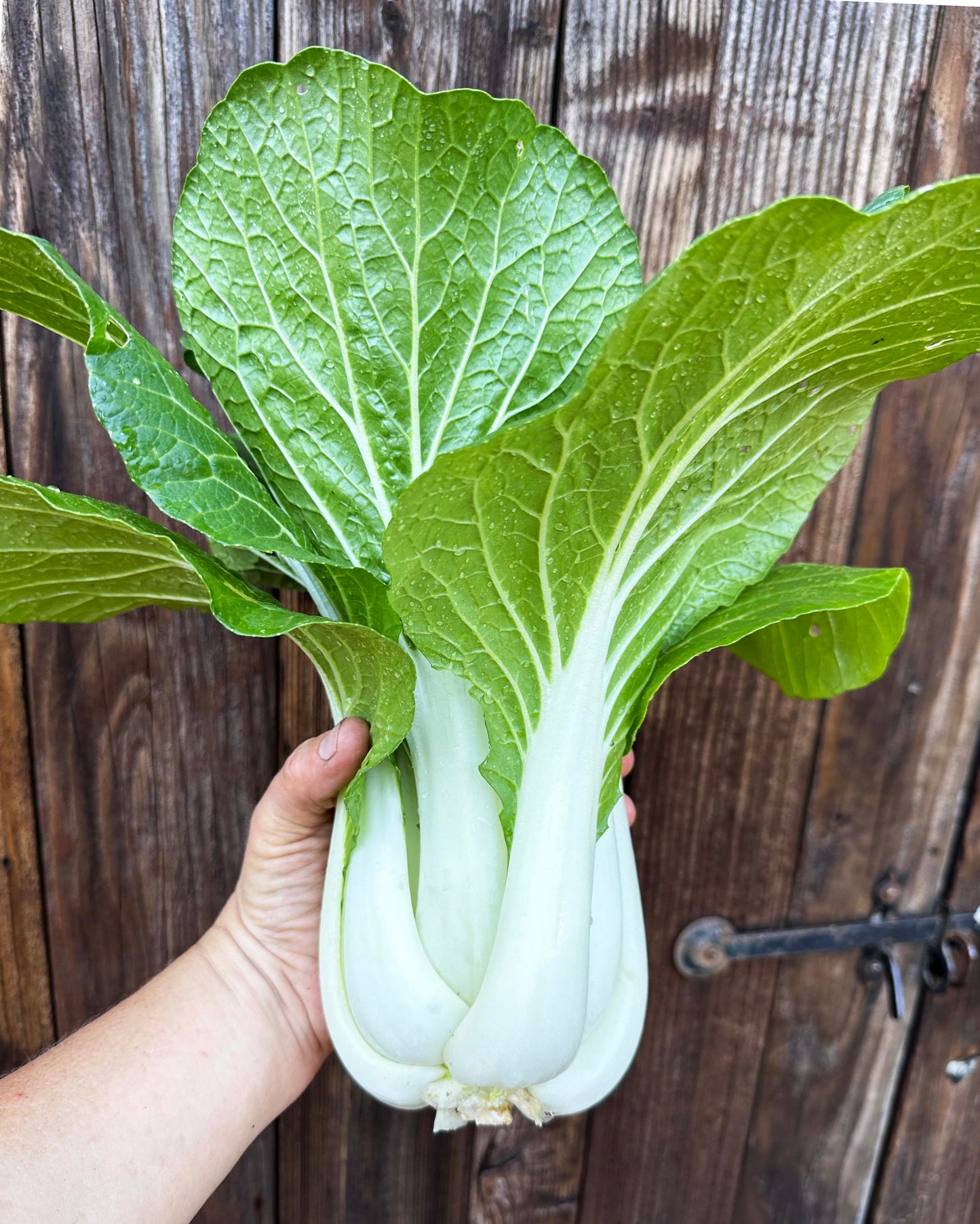 Pak Choi - Bopak Organic