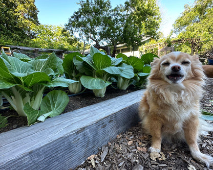 Pak Choi - Bopak Organic