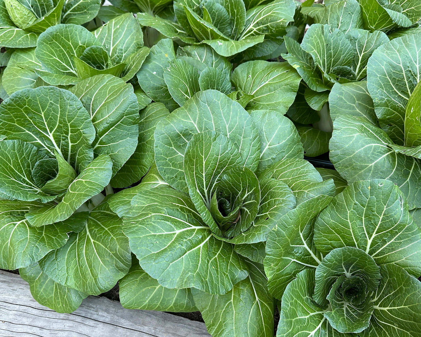 Pak Choi - Bopak Organic