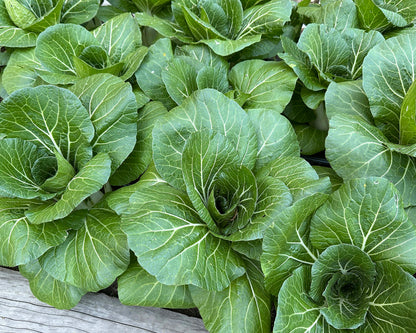 Pak Choi - Bopak Organic