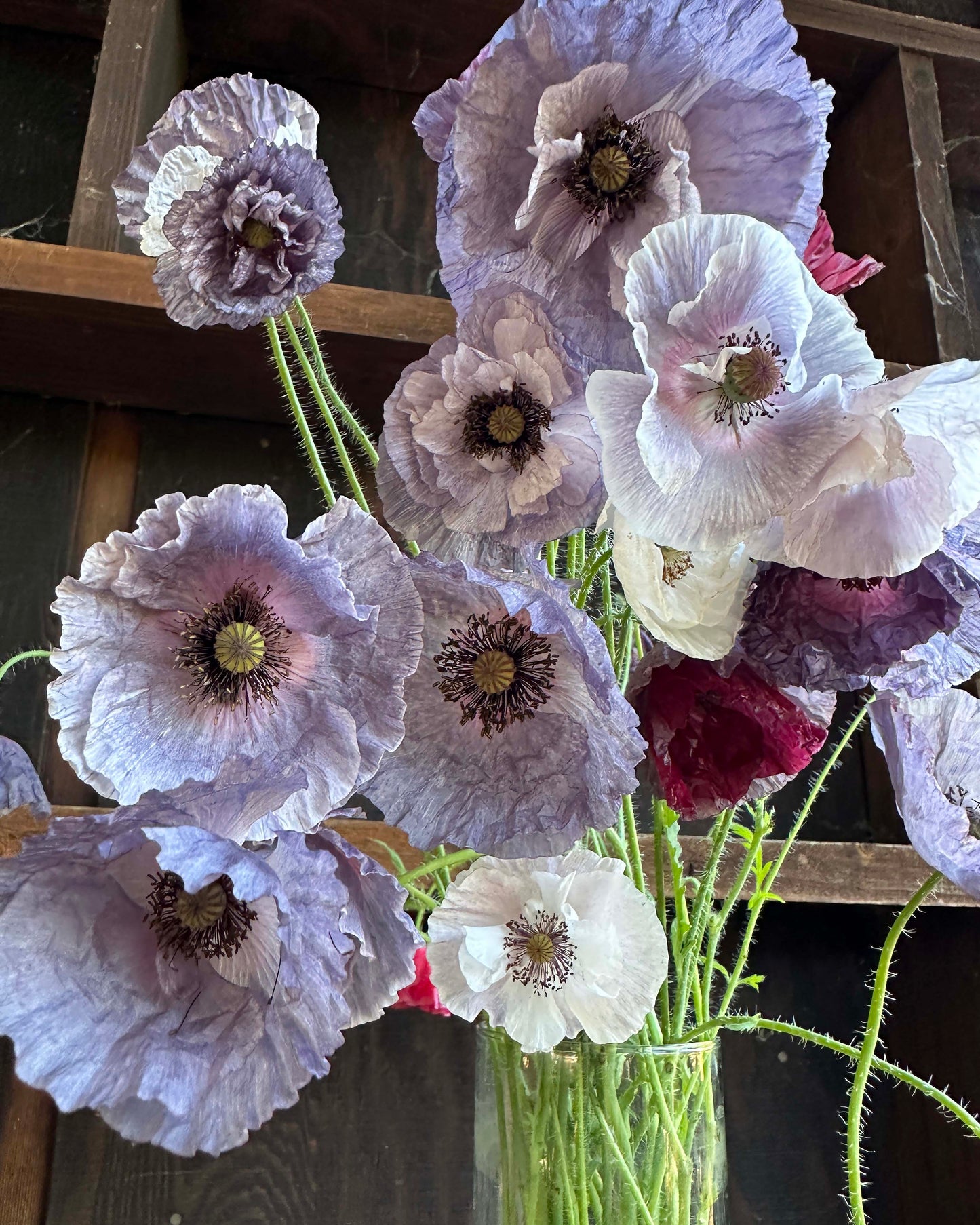 Shirley Poppies - Amazing Grey