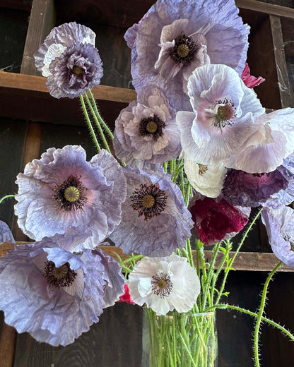 Shirley Poppies - Amazing Grey