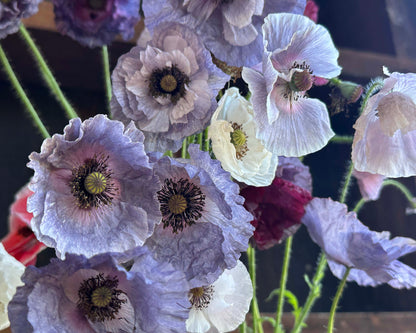 Shirley Poppies - Amazing Grey