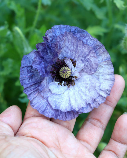 Shirley Poppies - Amazing Grey
