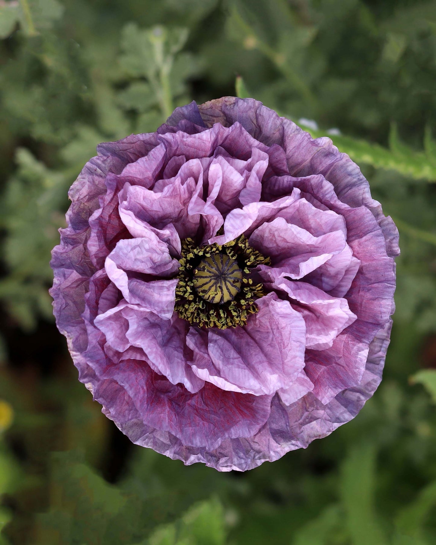 Shirley Poppies - Amazing Grey