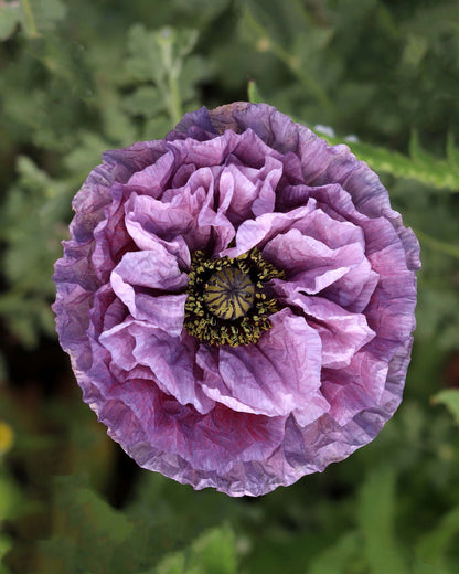 Shirley Poppies - Amazing Grey