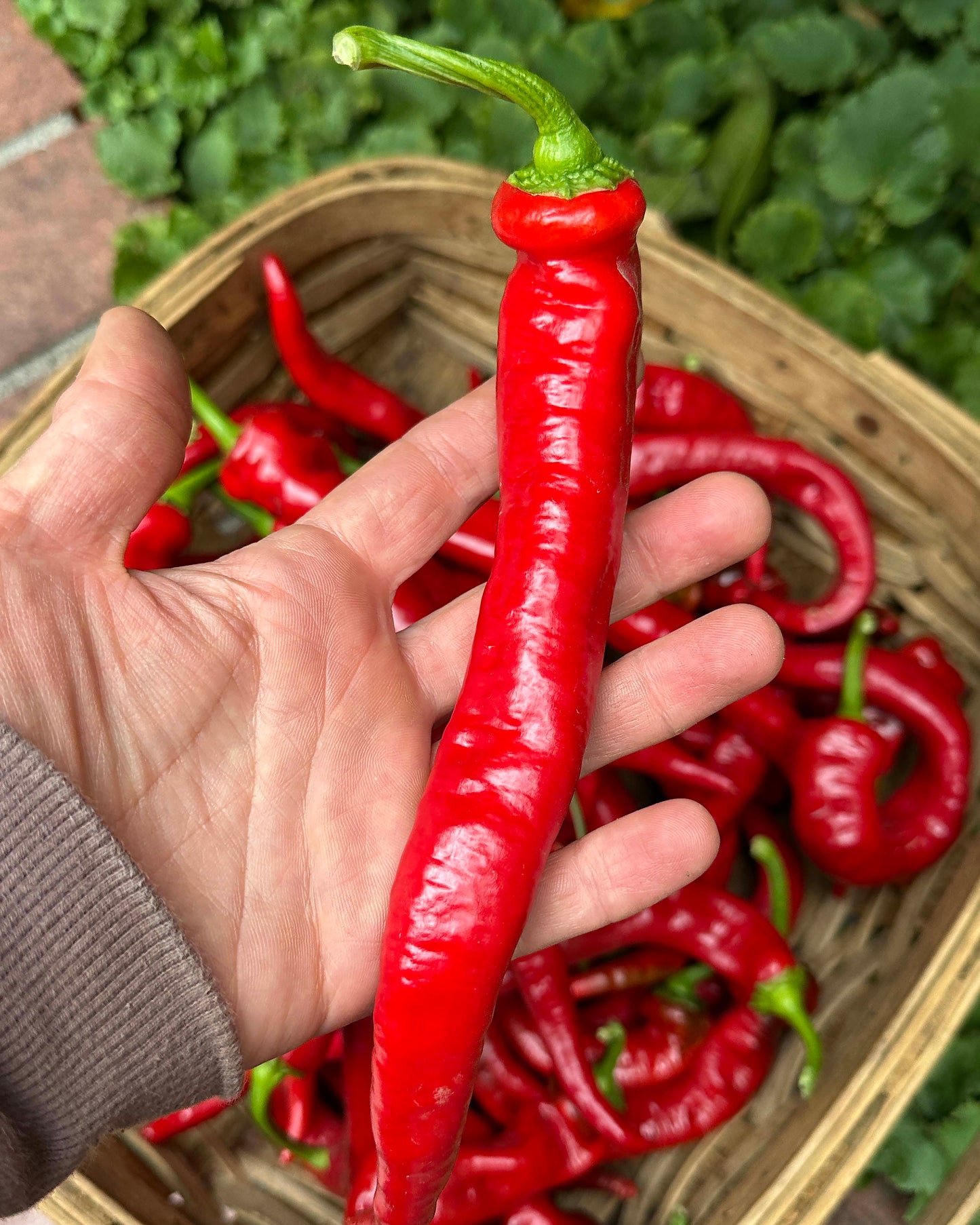 Italian Peppers - Jimmy Nardello Organic