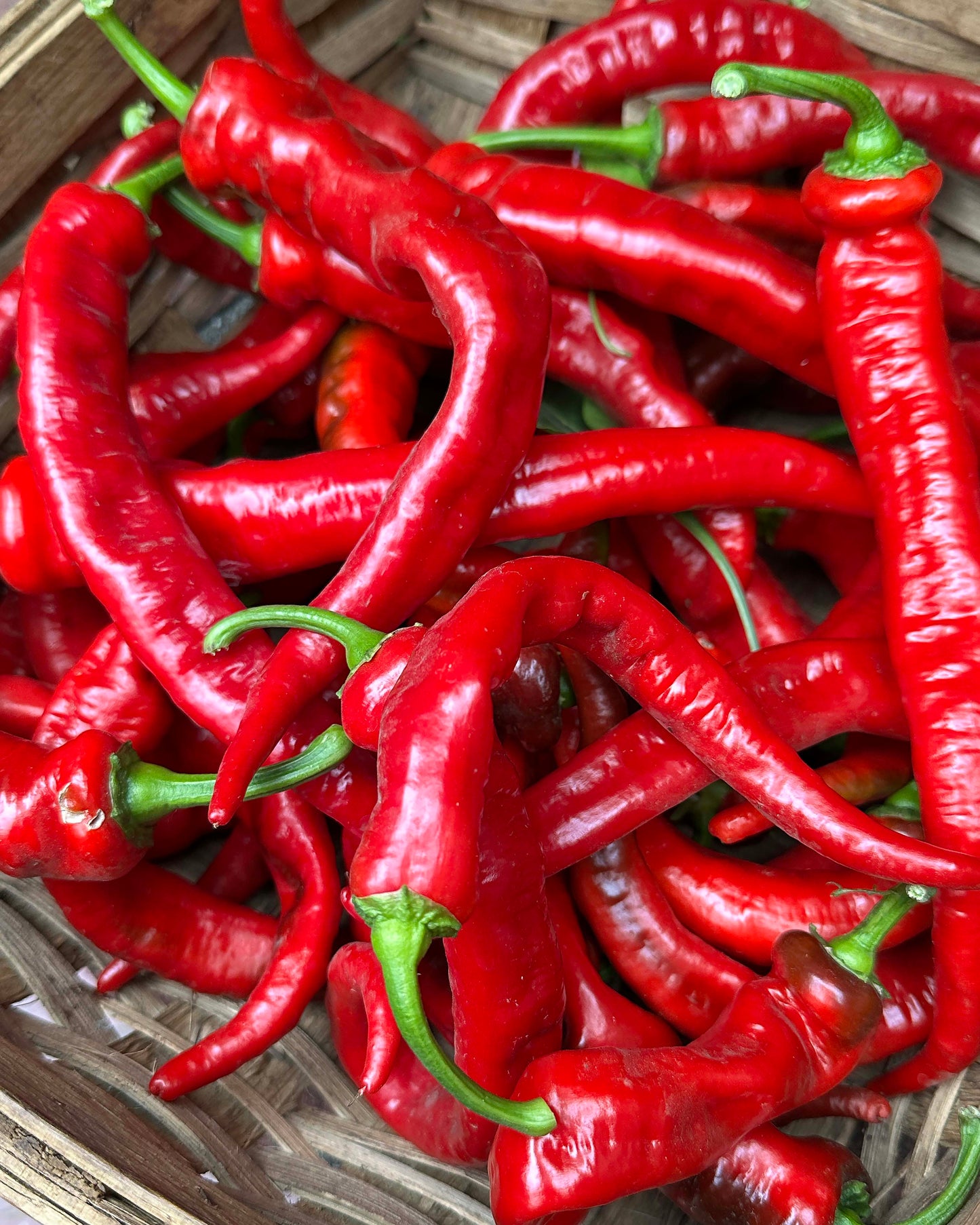 Italian Peppers - Jimmy Nardello Organic