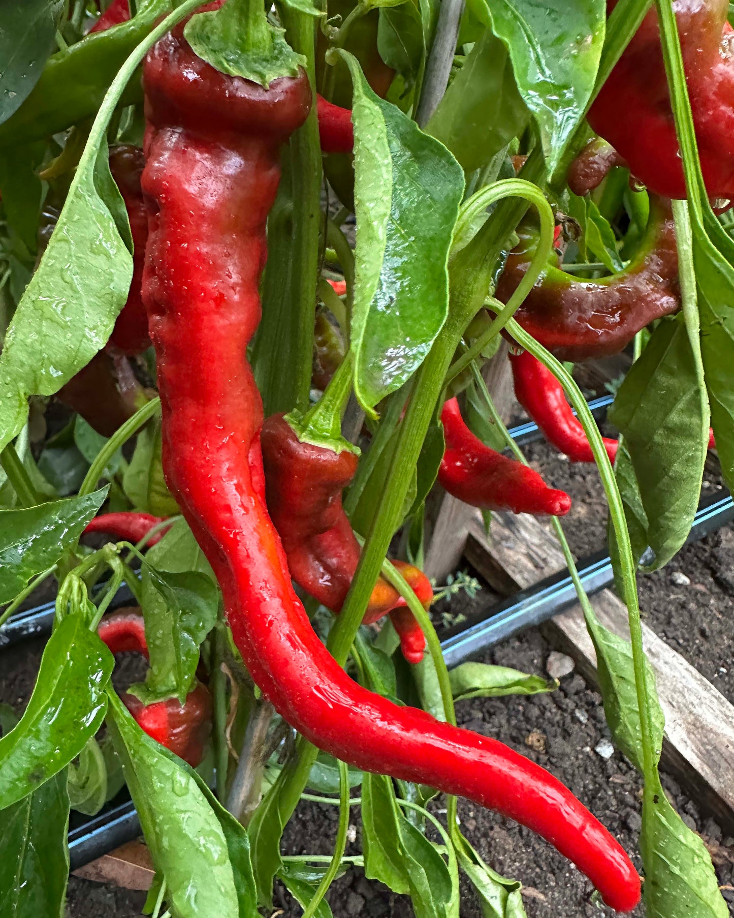Italian Peppers - Jimmy Nardello Organic