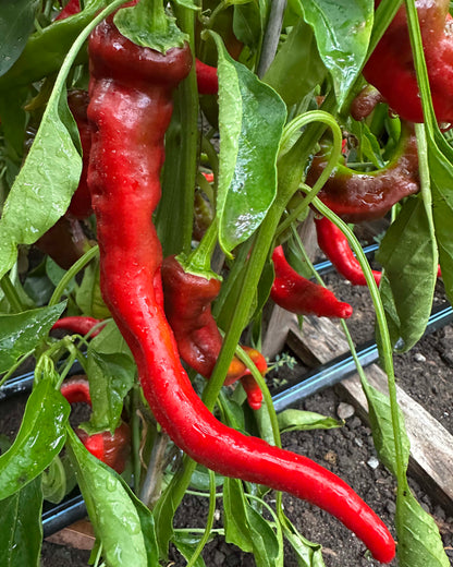 Italian Peppers - Jimmy Nardello Organic