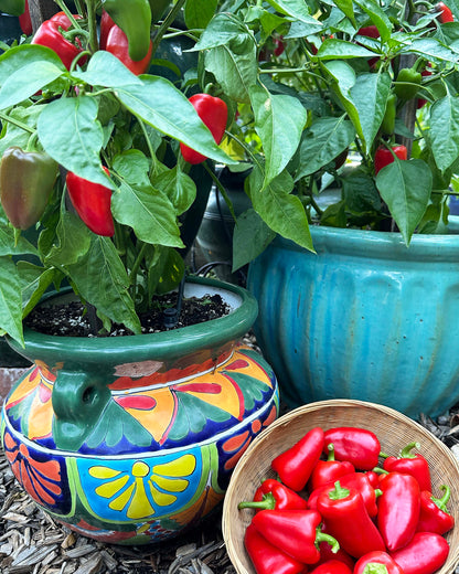 Container Snack Peppers - Sweetie Belles