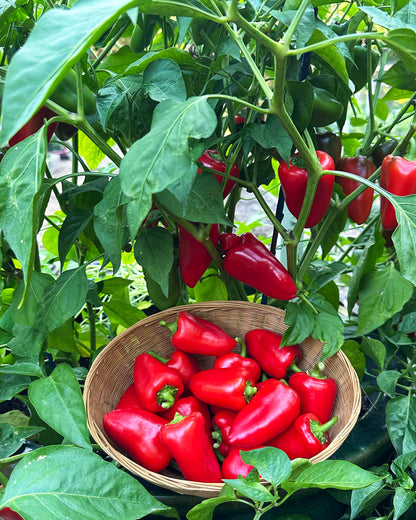 Container Snack Peppers - Sweetie Belles