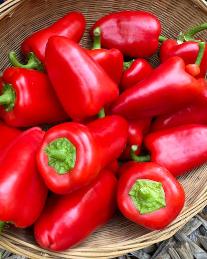 Container Snack Peppers - Sweetie Belles