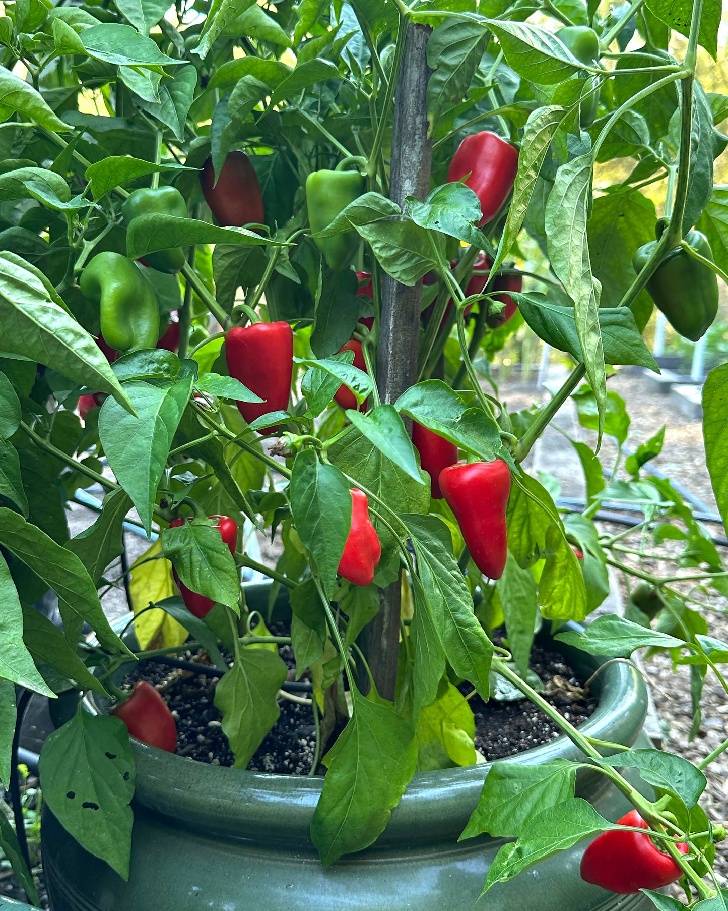 Container Snack Peppers - Sweetie Belles
