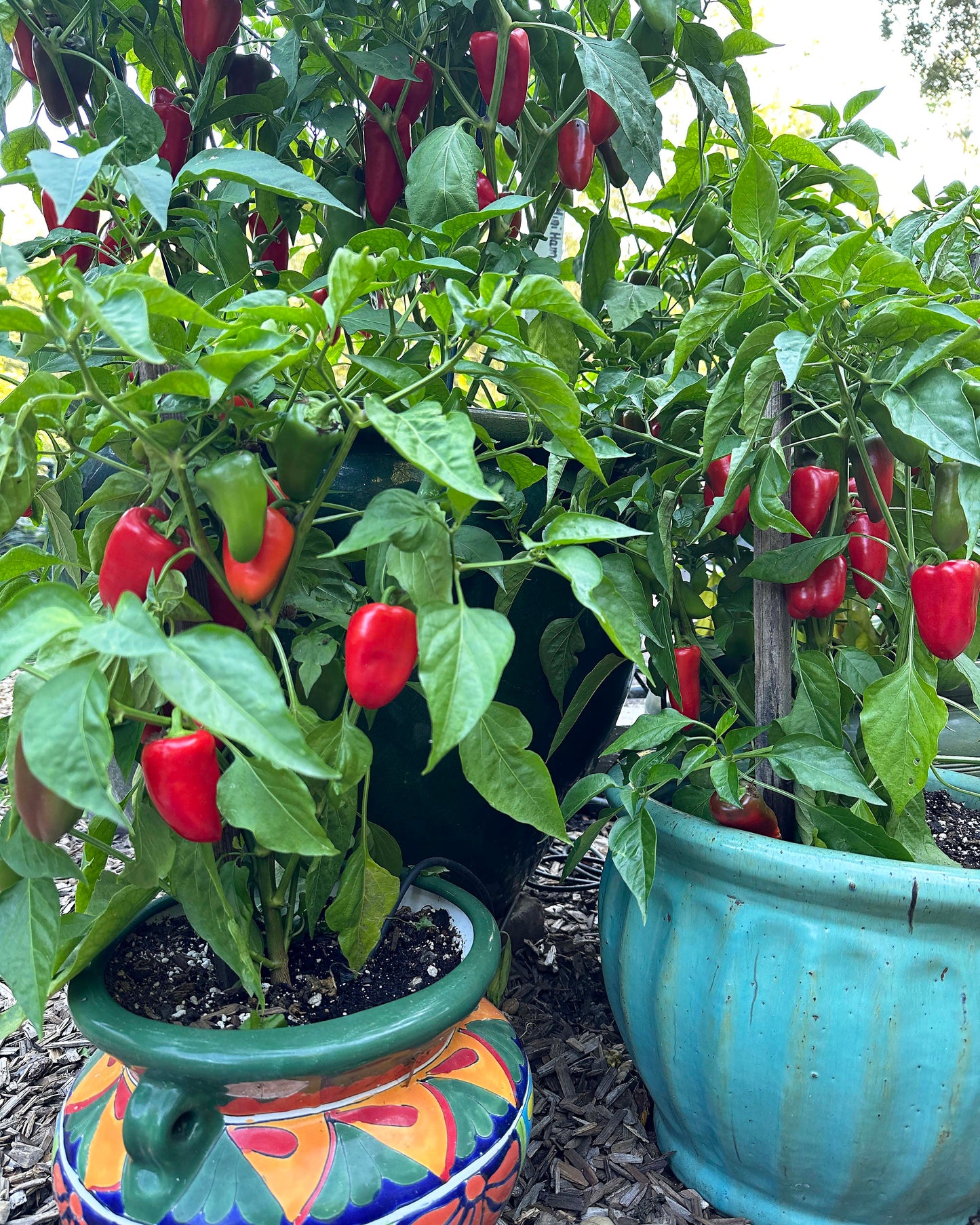 Container Snack Peppers - Sweetie Belles