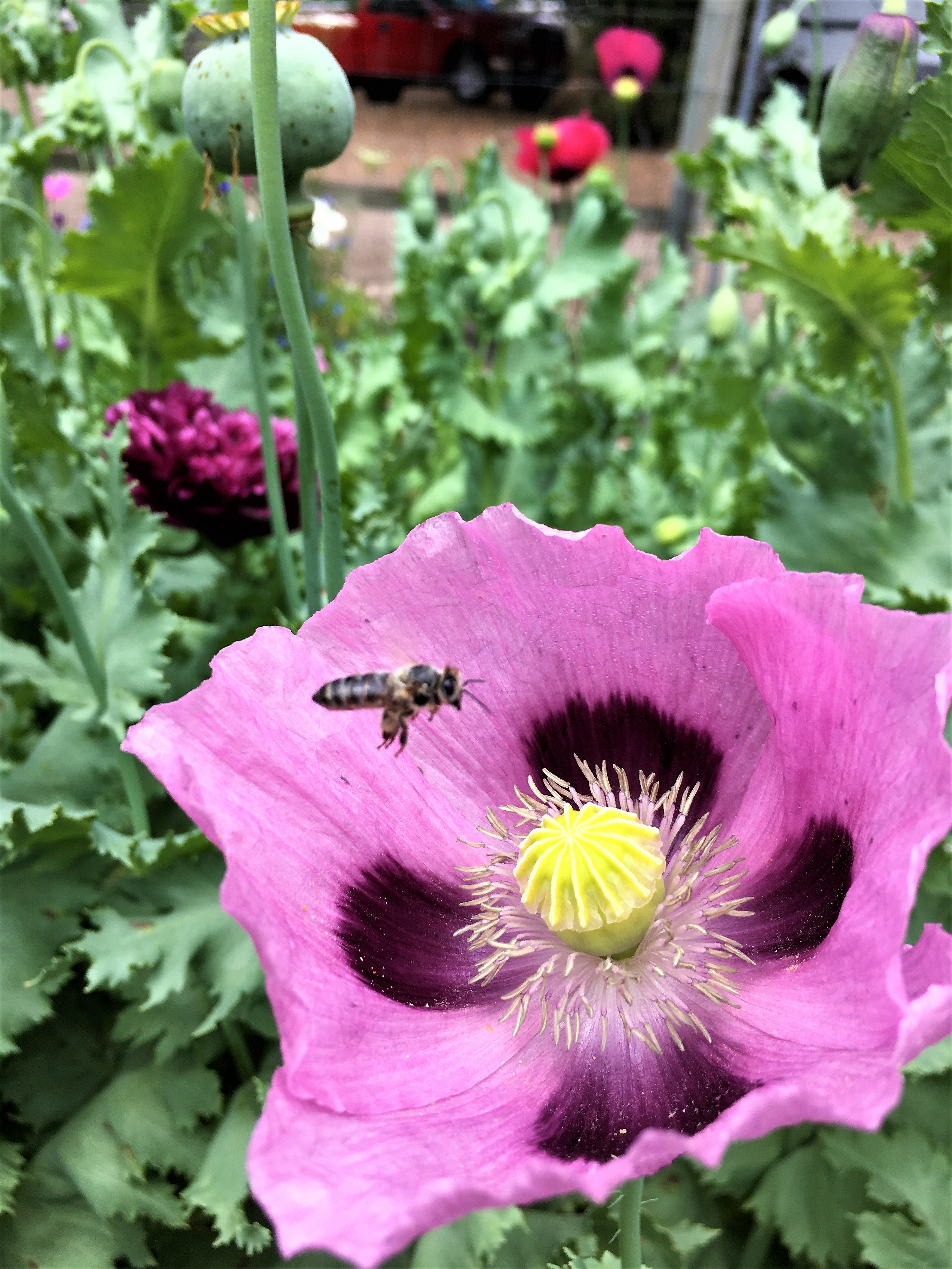 Pepperbox Poppy' Heirloom Herbs – Renee's Garden