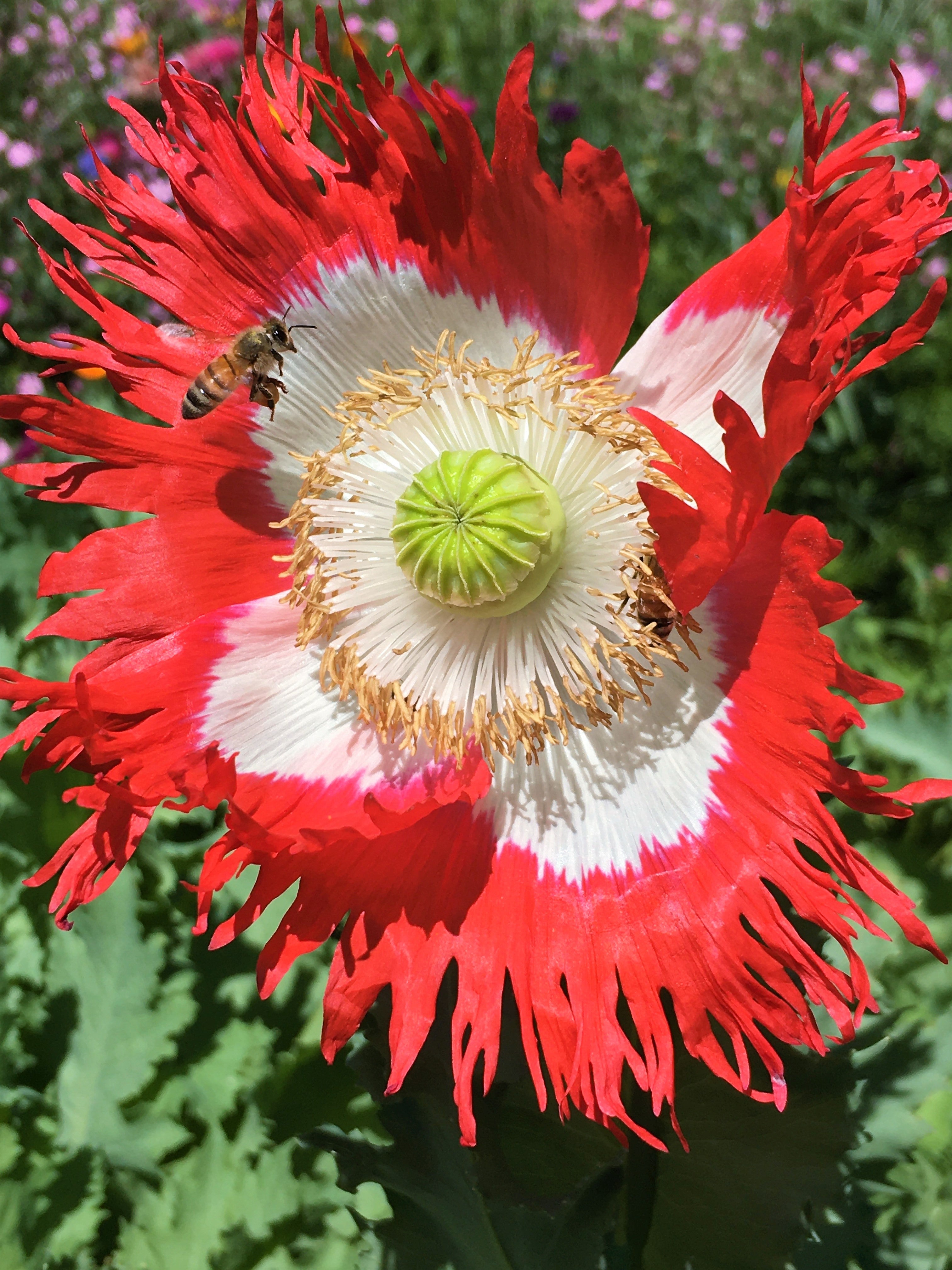 100 Annual Pepperbox Pink Poppy Seeds - Non-GMO, Fresh Seeds - USA Grown