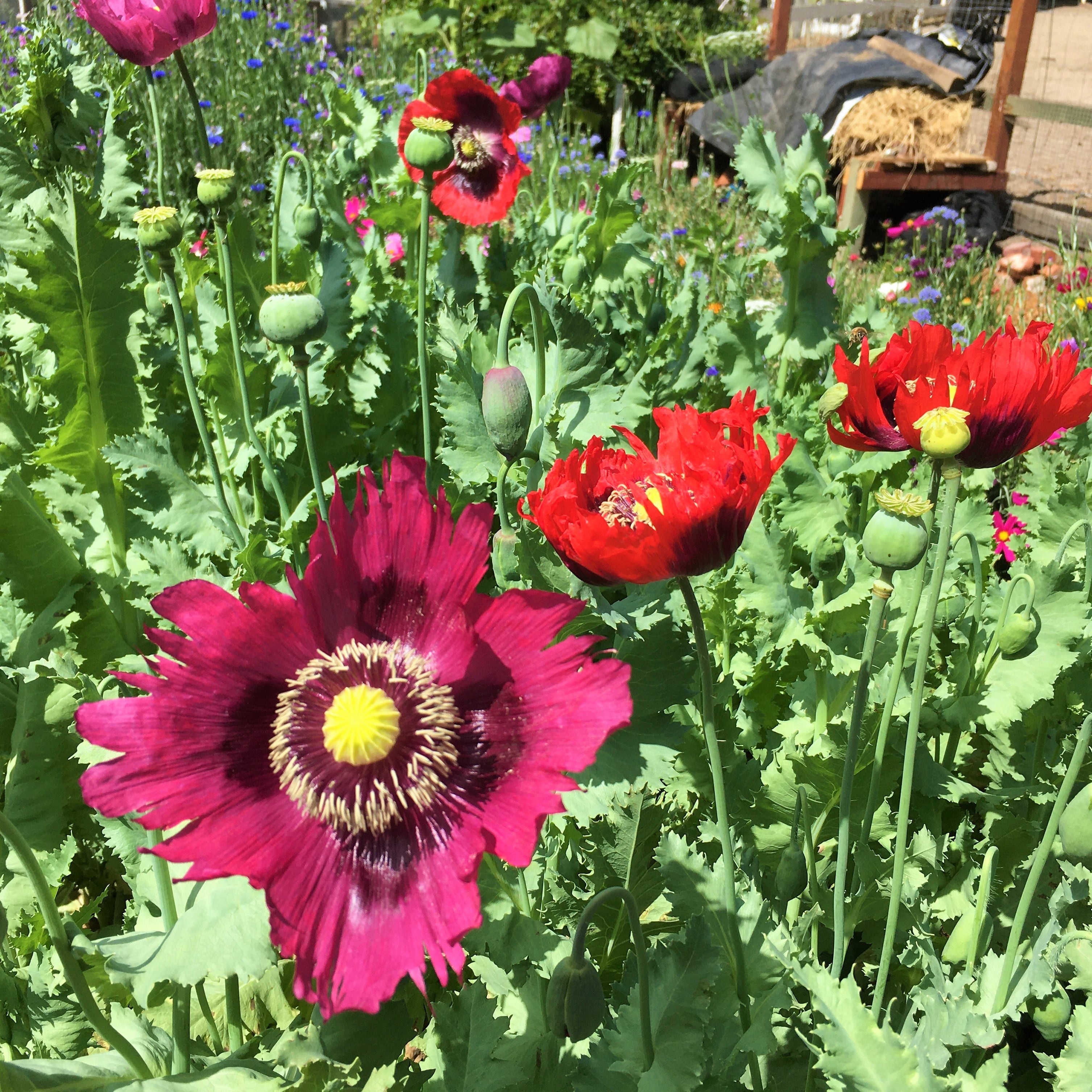 Pepperbox Poppy' Heirloom Herbs – Renee's Garden