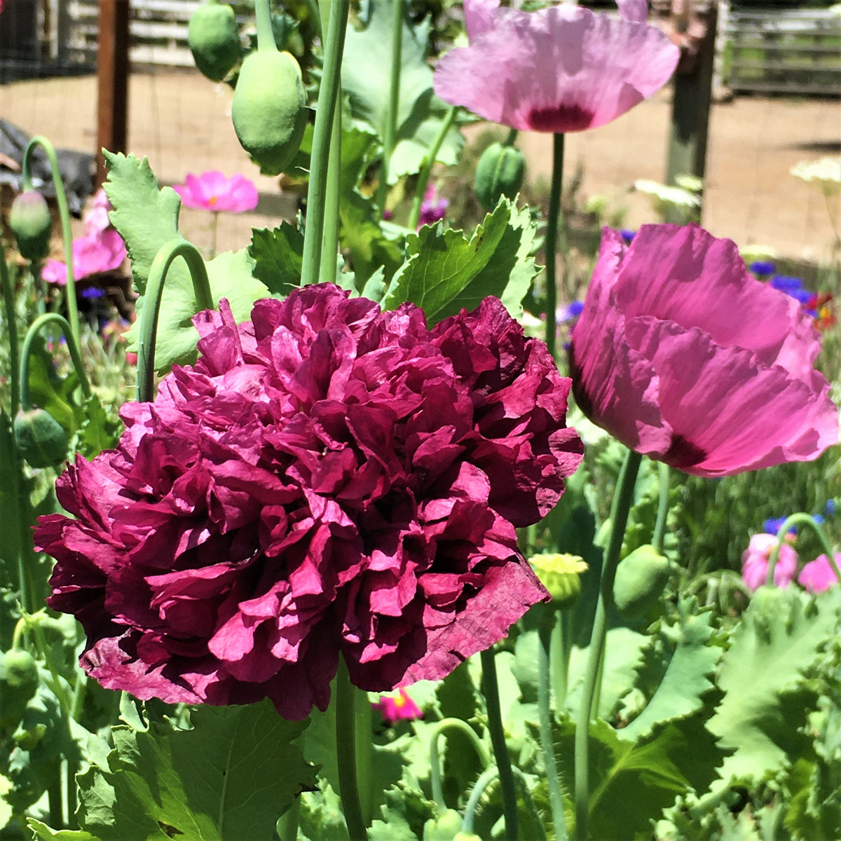 'Pepperbox Poppy' Heirloom Herbs – Renee's Garden