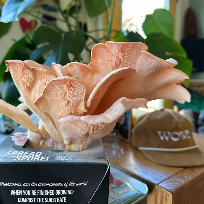 Certified Organic Pink Oyster Mushroom Growing Kit