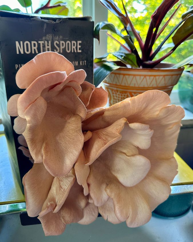 Certified Organic Pink Oyster Mushroom Growing Kit