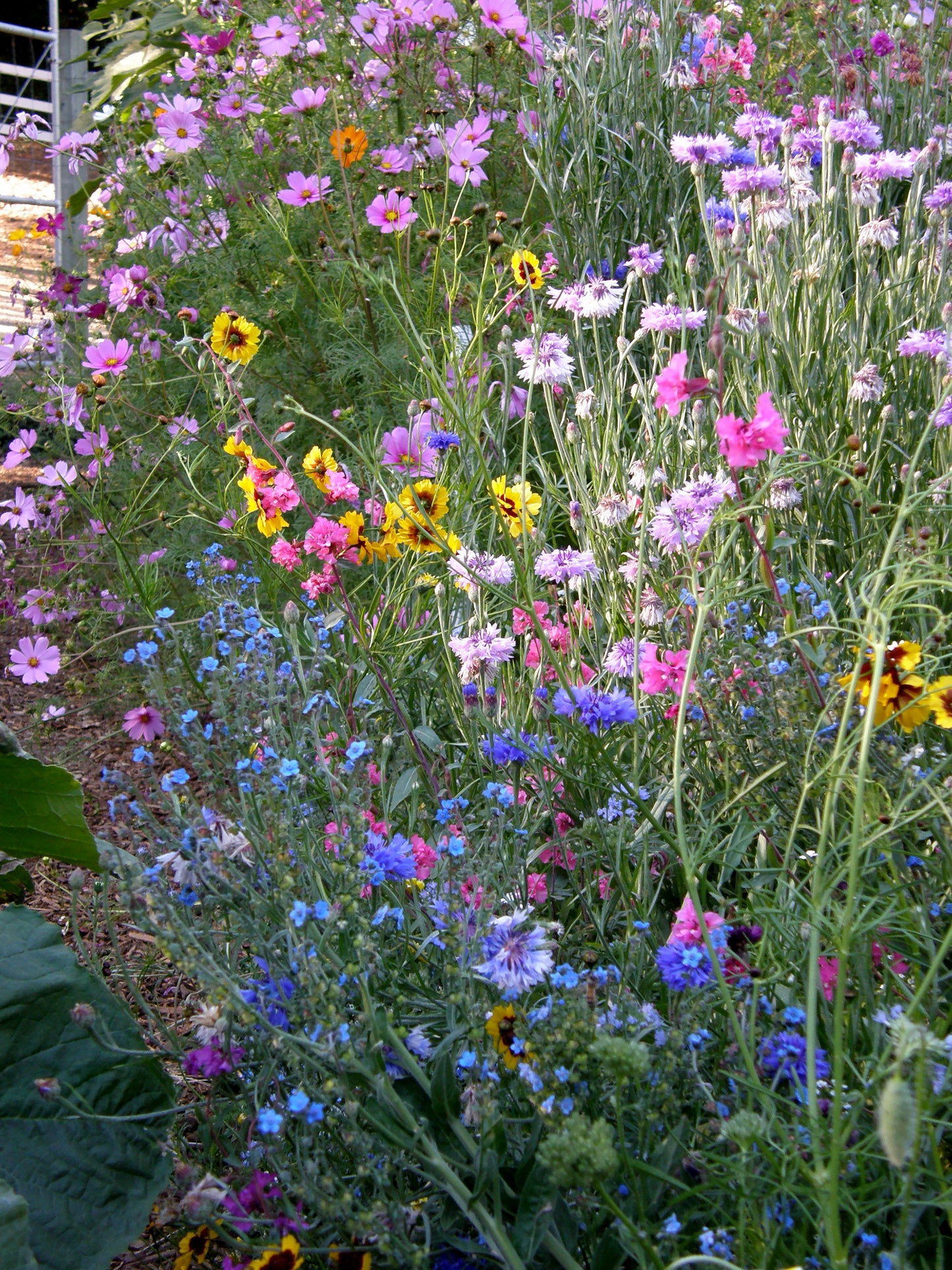 Flower Power for Nature’s Pollinators