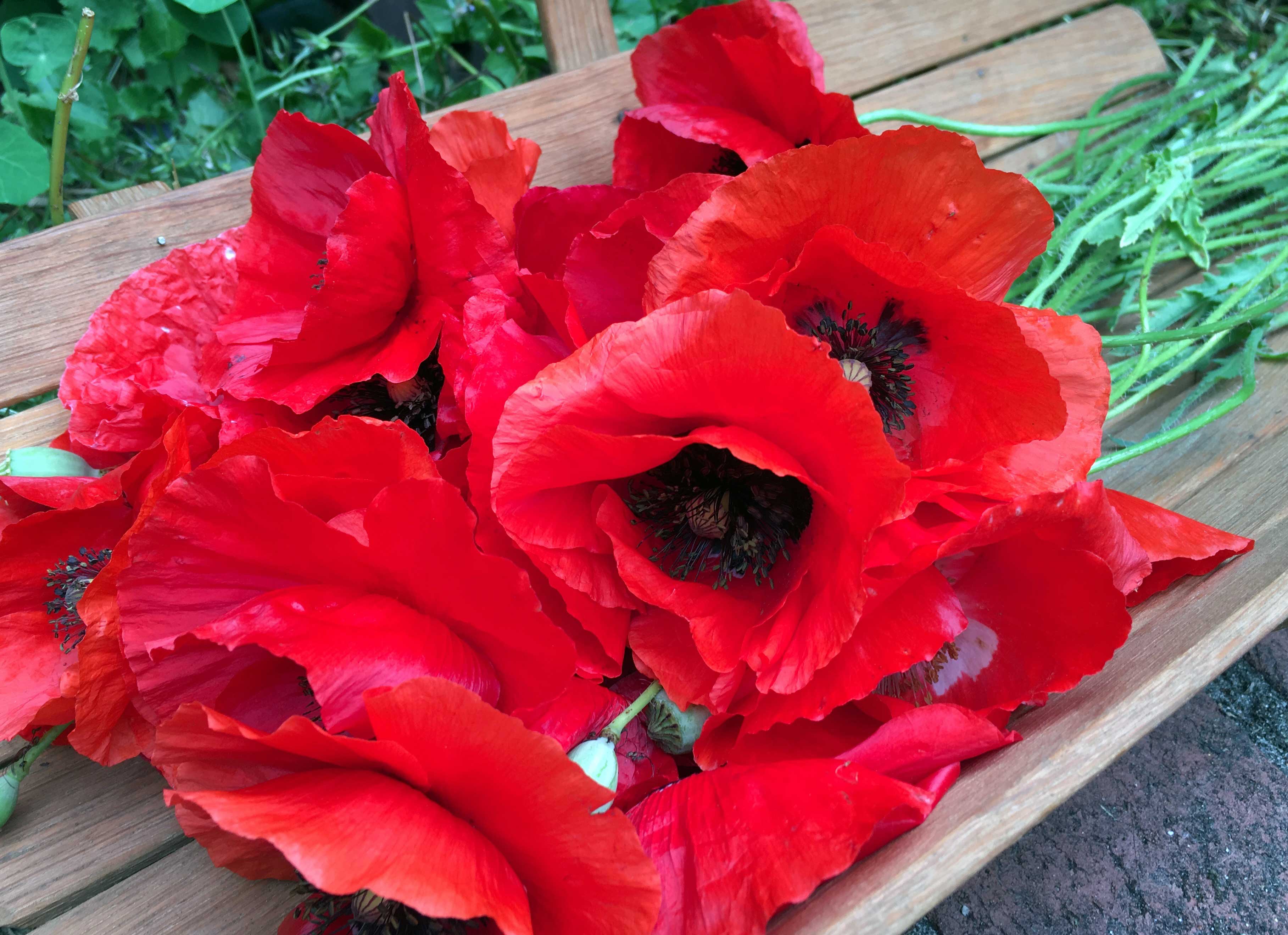 Legion of Honor' Heirloom Crimson Poppies – Renee's Garden