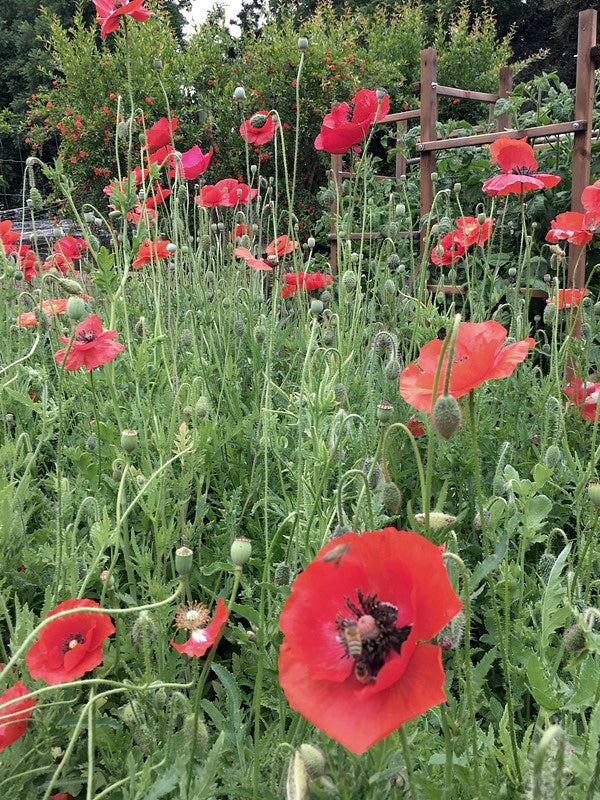 poppy Legion of Honor' Heirloom Crimson Poppies – Renee's Garden