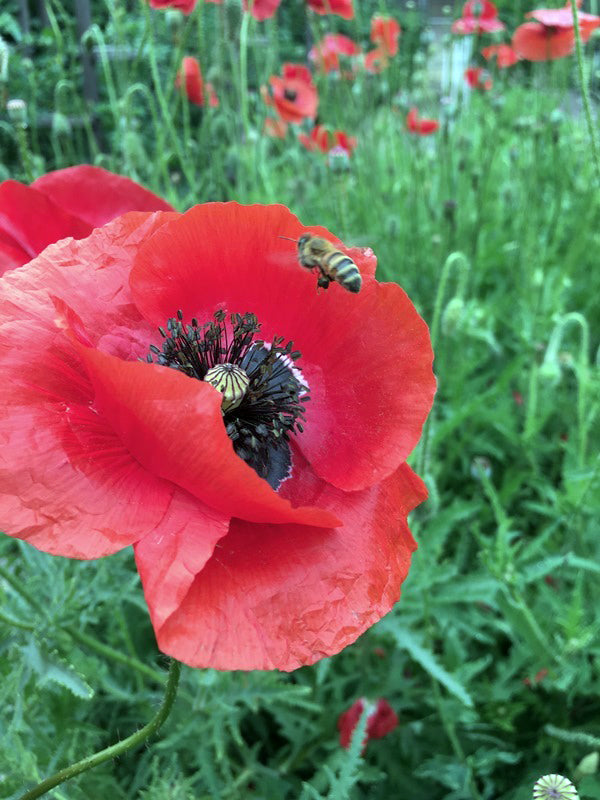 poppy DSCN9742.JPG?format=1500w