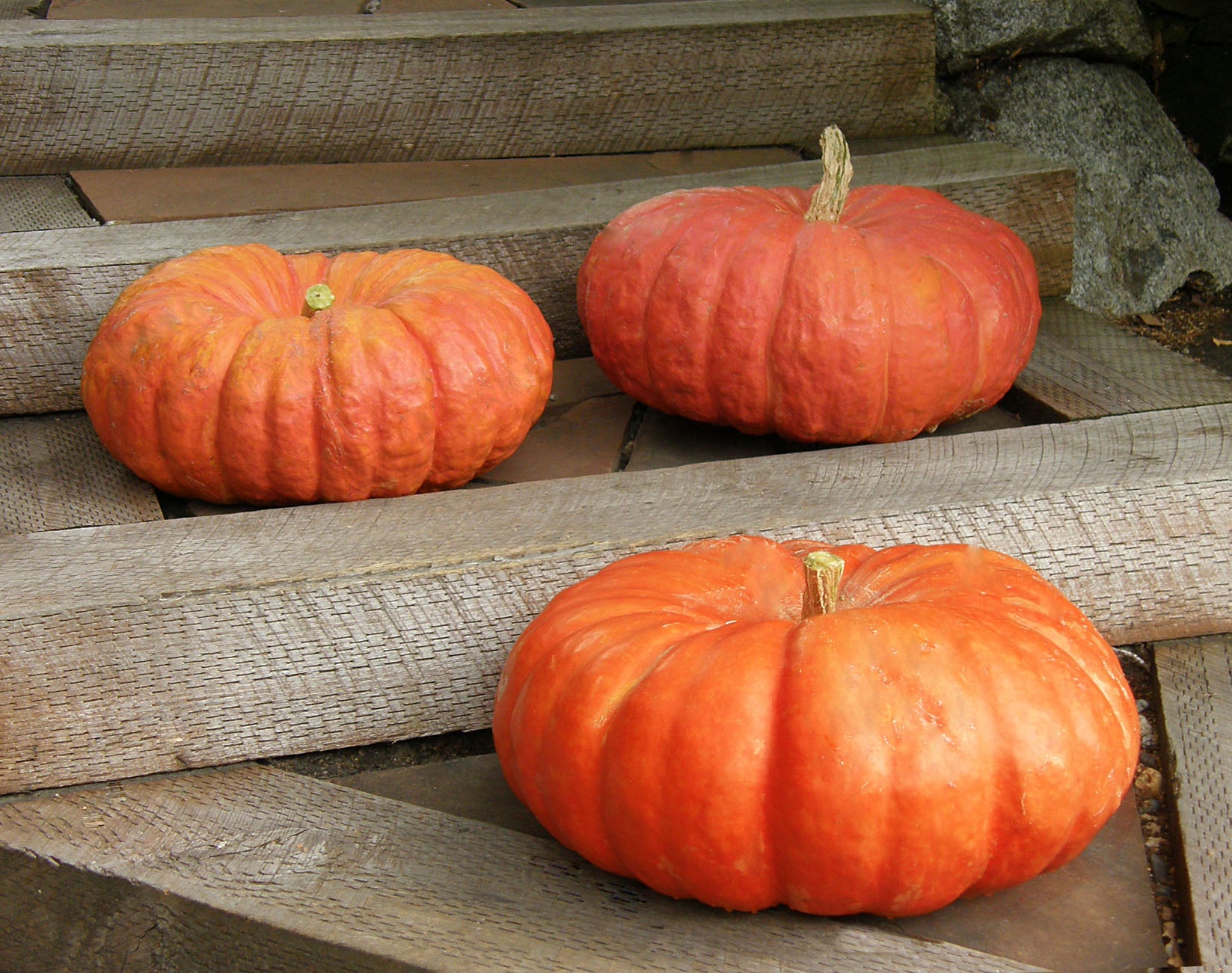 Cinderella's Carriage' Antique French Pumpkins – Renee's Garden