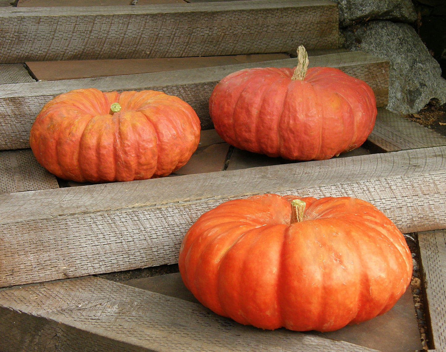 Cinderella's Carriage