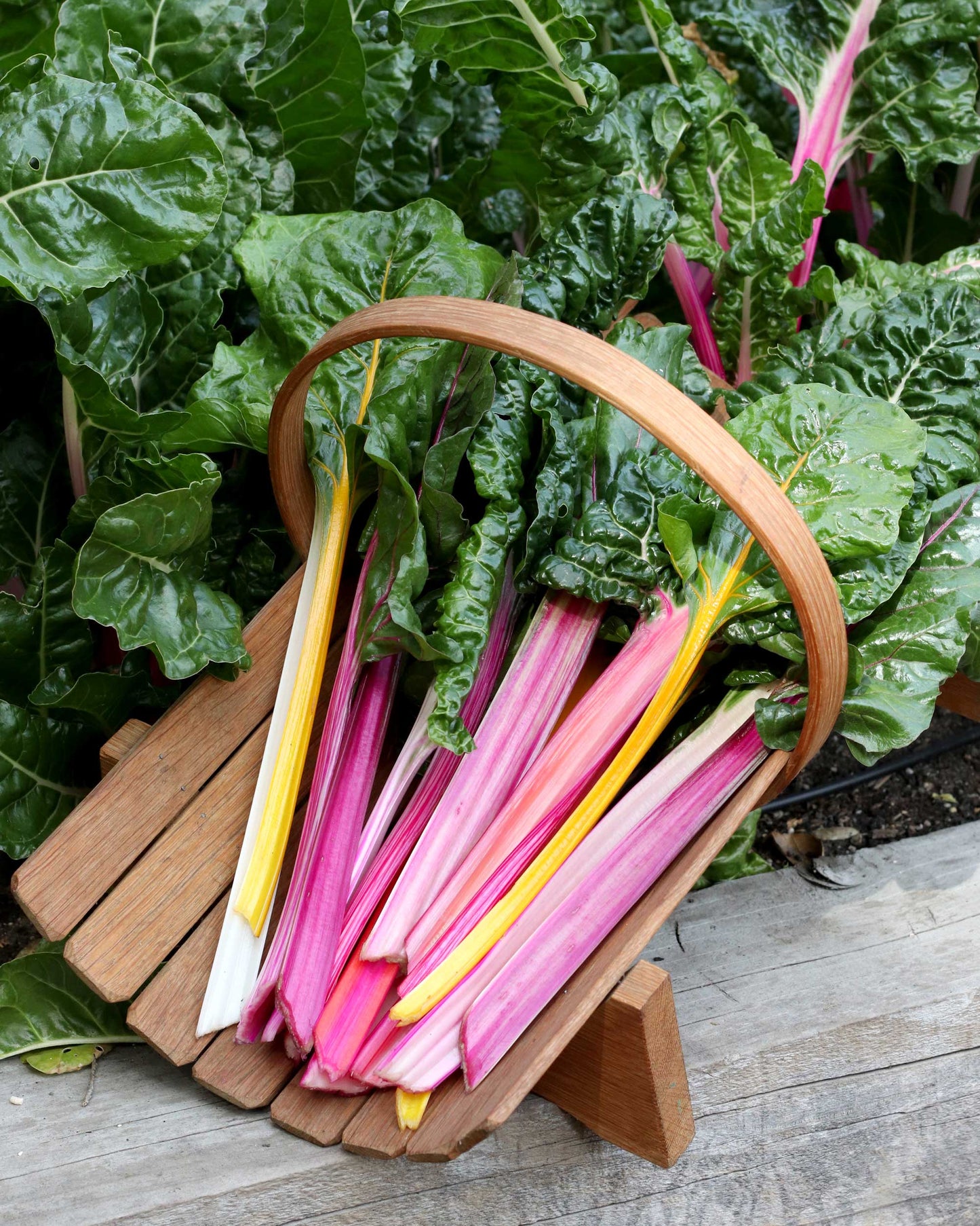 Chard - Garden Rainbow - Heirloom Chard