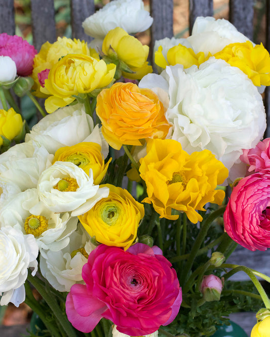 Jumbo Spring Joy