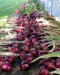 Long Keeping Onions - Red Zeppelin